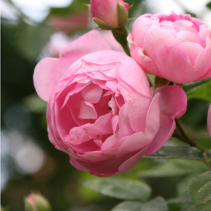 Raubritter® - trandafiri - www.ioanarose.ro